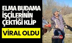 Elma Budama İşçilerinin Çektiği Klip Viral Oldu