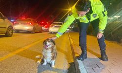 Antalya'da trafik polislerinden yaralı köpeğe duyarlılık