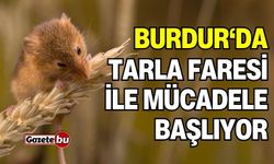 Burdur'da tarla faresi ile mücadele başlıyor