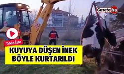 Komşuda Kuyuya Düşen İnek Böyle Kurtarıldı