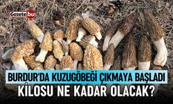 Burdur'da kuzugöbeği mantarı çıkmaya başladı!