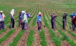 Tarım işçilerine en düşük ücret Antalya'da