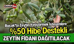 Bucak'ta Zeytin Yetiştirmek İsteyenlere Fidan Dağıtımı Yapılacak