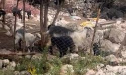 Isparta’da kurtlar çobana dehşeti yaşattı bir keçiyi telef etti