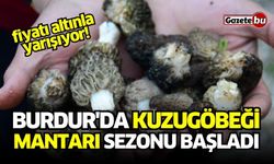 Burdur'da kuzugöbeği mantarı sezonu başladı