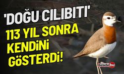 'Doğu cılıbıtı' 113 yıl sonra kendini gösterdi!