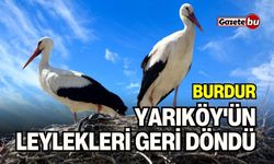 Yarıköy'ün leylekleri geri döndü