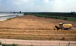 Akdeniz'de ekmeklik yakamoz buğdayının hasadı yapıldı