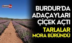 Burdur’da adaçayları çiçek açtı, tarlalar mora büründü
