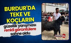 Burdur'da teke ve koçların güzellik yarışması renkli görüntülere sahne oldu