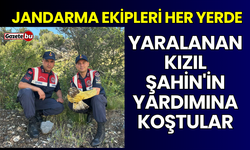 Jandarma Ekipleri Yaralı Kızıl Şahin'in Yardımına Koştu