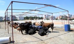 Manavgat Belediyesi Kurban Bayramı hazırlıklarını başlattı