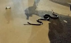 Yolun ortasında ölümü bekleyen 1 metrelik yılana yardım eli