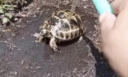 Sıcaktan etkilenen kaplumbağaya hayat kurtaran müdahale