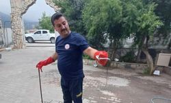 Hatay'da kız öğrenci yurduna giren yılan çıkarıldı