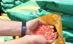 Antalya'da üreticiye silajlık mısır tohumu desteği sürüyor