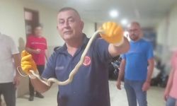 Hatay’da okula giren yılan itfaiye ekipleri tarafından yakalandı