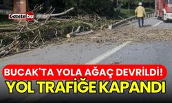 Bucak'ta yola ağaç devrildi! Yol trafiğe kapandı