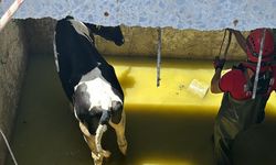 Su kuyusuna düşen inekler itfaiye ekiplerince kurtarıldı