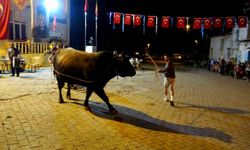 Muğla'da Boğa Güreşleri Heyecanı Başlıyor! Algı'da Boğalar Görücüye Çıktı