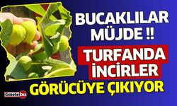 Bucaklılar Müjde Turfanda İncirler Görücüye Çıkıyor