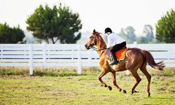 Daday'da Atlar Umut Oluyor