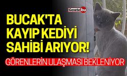 Bucak'ta kayıp kediyi sahibi arıyor!