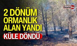 2 dönüm ormanlık alan yandı, küle döndü