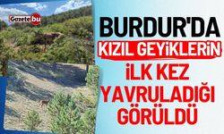 Burdur'da kızıl geyiklerin ilk kez yavruladığı görüldü