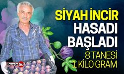 Siyah incir hasadı başladı