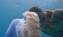 Caretta Caretta’ların Deniz Anası Zannedip Yediği Plastik