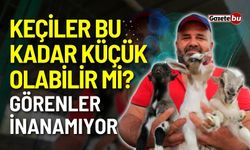 Keçiler Bu Kadar Küçük Olabilir Mi? Görenler inanamıyor