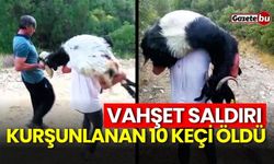 Vahşet saldırı: Kurşunlanan 10 keçi öldü