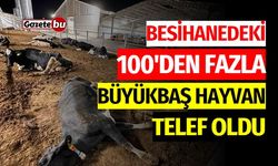 Besihanedeki 100’den fazla büyükbaş hayvan telef oldu