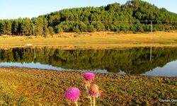 Süleymanlı Yayla Gölü’nde Nilüferler Balçığa Saplandı