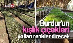 Burdur'un kışlık çiçekleri yolları renklendirmeye hazır