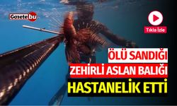 Ölü Sandığı Zehirli Aslan Balığı, Hastanelik Etti