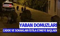 Yaban domuzları, cadde ve sokakları istila etmeye başladı