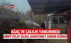 Çalılık yangınında kirpi telef oldu, kamyonet zarar gördü