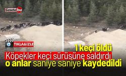 Köpekler keçiyi parçaladı, o anlar saniye saniye kaydedildi