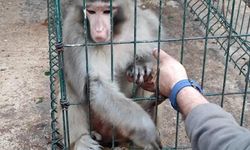 Rhesus Maymununu besleyen şahsa 8 bin 322 lira para cezası