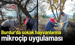 Burdur'da sokak hayvanlarına mikroçip uygulaması