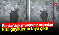 Burdur'da kızıl geyikler kar yağışının ardından ortaya çıktı