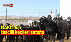 MAKÜ'nün tescilli keçileri satışta