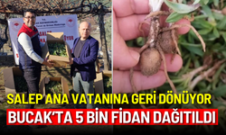 Salep ana vatanına geri dönüyor: Bucak'ta 5 bin salep fidanı dağıtıldı