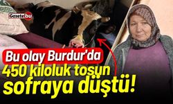 Bu olay Burdur'da: 450 kiloluk tosun sofraya düştü!