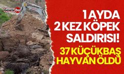 1 ayda 2 kez köpek saldırısı! 37 küçükbaş hayvan öldü