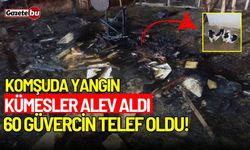 Güvercin kulübeleri alev aldı: 60 güvercin telef oldu!