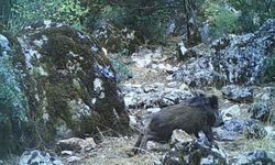 Isparta'da yaban domuzunun çamur banyosu keyfi