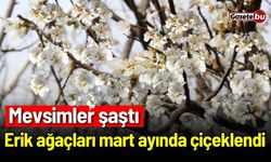 Mevsimler şaştı! Erik ağaçları mart ayında çiçeklendi